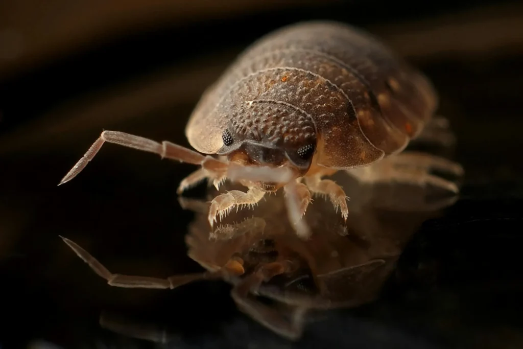 Bed-Bug-Treatment - Union City Pest Control Pros | Union City, NJ | 551-288-0181