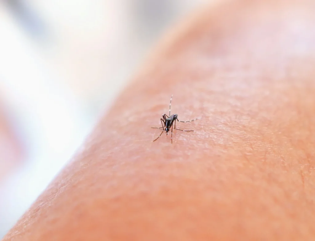 Mosquito Control - Union City Pest Control Pros | Union City, NJ | 551-288-0181